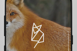 Логотип ProroKk