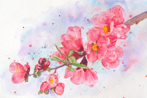 Живопись. Цветы айвы. Акварель.