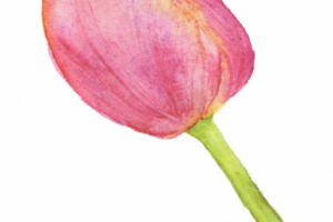 Иллюстрация. Тюльпан. Акварель.