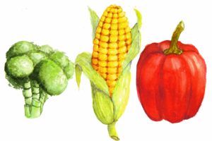 Иллюстрация. Овощи. Акварель.