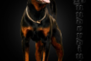 Рекламный постер собаки