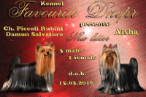 презентация щенков