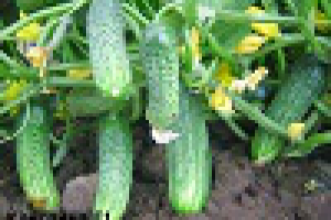 Посадка огурцов. Сорта.