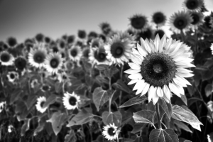 Качественное приспособление для уборки подсолнечника