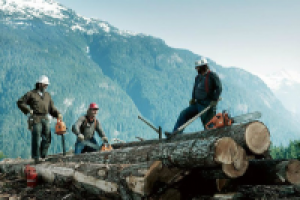 Зарплата лесоруба в США и К (информационная статья)