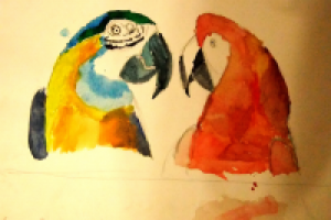 Parrots