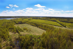 Лесной ландшафт