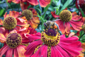 Сбор нектара