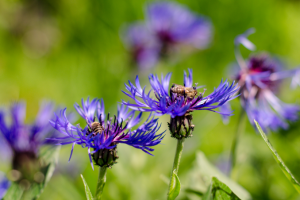 Пчёлки и васильки
