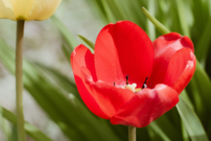 Тюльпаны