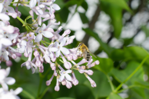 Пчела и сирень