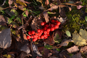 Красные ягоды