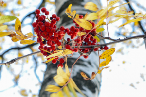 Осенний пейзаж