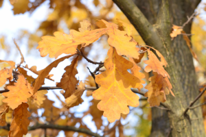 Молодой дуб