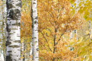 Осенний пейзаж