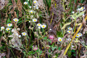 Полевые цветы