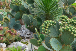 Ботанический сад