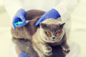 Вакцинация кошек