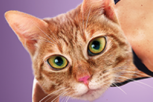 Плакаты для спортивного клуба «Спортив»