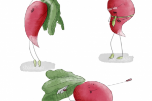 Такая разная редиска (детская иллюстрация)