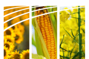 Каталог Daw Sids