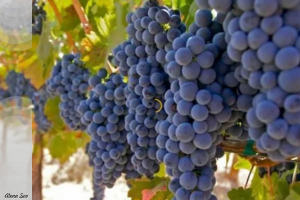 В январе 2020 виноградари России объединятся в ассоциацию