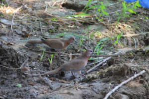 Птицы дивные