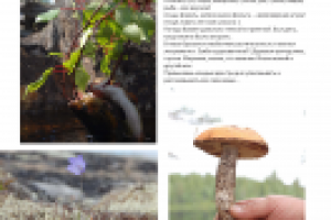 Работа 2306796