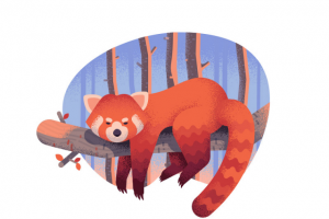 Red Racoon