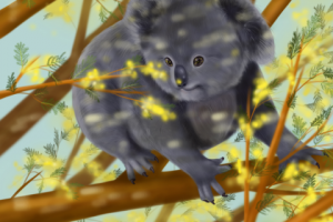 Коала на мимозе