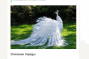 Статья на сайте о птицах