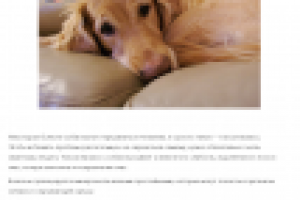 Статья на сайте о животных