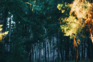 Работа 3830836