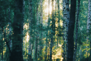 Работа 3830835