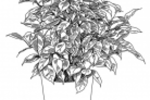 Бенджамина