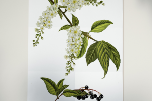 Ботаническая иллюстрация