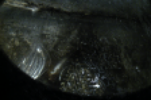 Работа 2558189