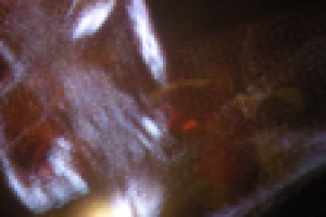 Работа 2711196