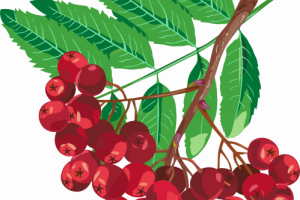 Веточка рябины