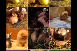 Интернет магазин щенков и свинок