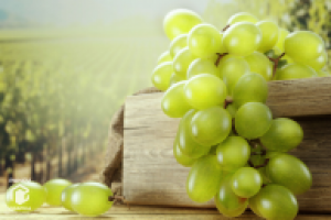 Виноград