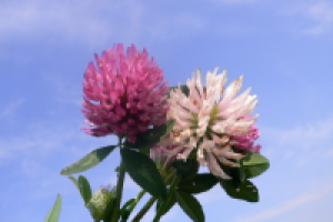 За розовым облачком