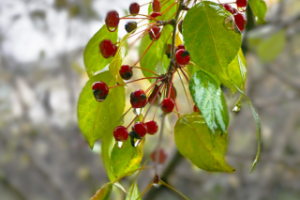 Фотография.