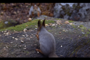 Белки в Мурманском лесу