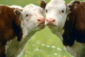 Шесть статей о животноводстве. Рерайт.