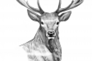 Олень. Карандашный рисунок