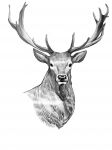 img2907994.png