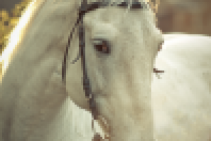 Работа 2408469