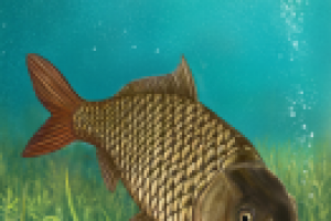 Иллюстрация для упаковки.