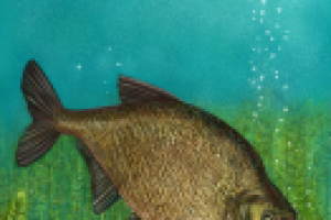 Иллюстрация для упаковки-лещ